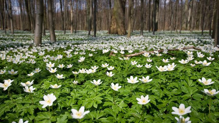 Anemone skovbund